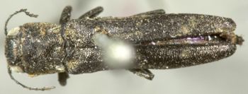Media type: image;   Entomology 2138 Aspect: habitus dorsal view
